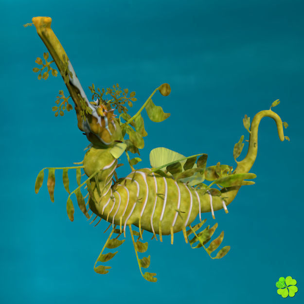 Leafy sea dragon rigged 3D model_7