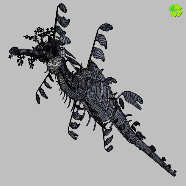 Leafy sea dragon rigged 3D model_57