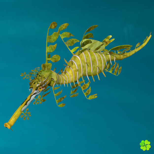 Leafy sea dragon rigged 3D model_4