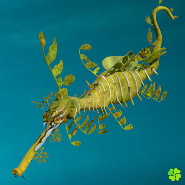 Leafy sea dragon rigged 3D model_25