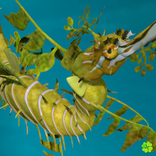 Leafy sea dragon rigged 3D model_20