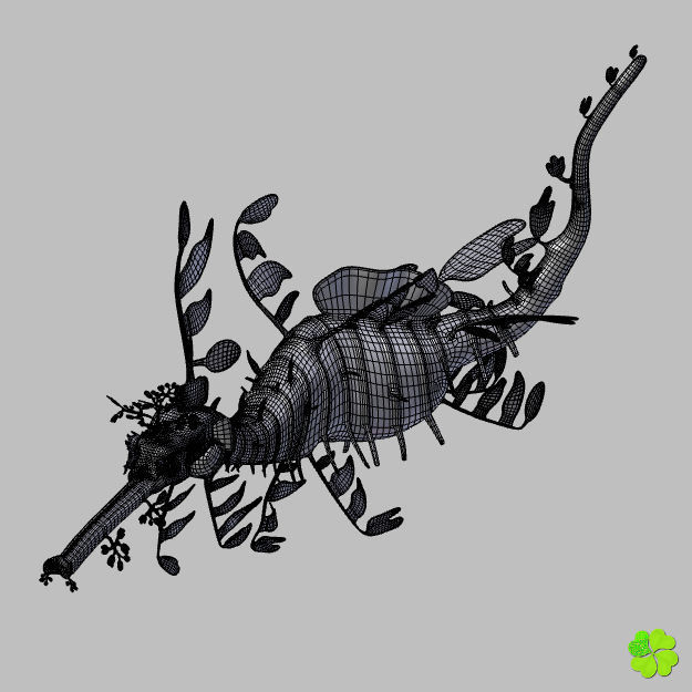 Leafy sea dragon rigged 3D model_32
