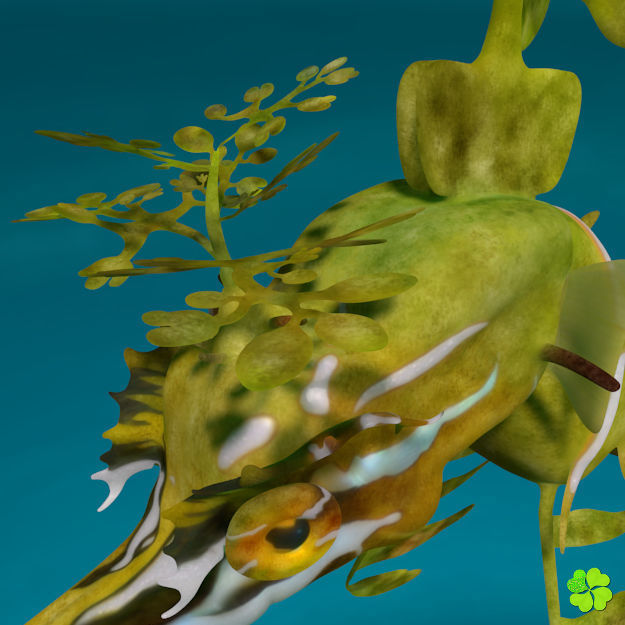 Leafy sea dragon rigged 3D model_22