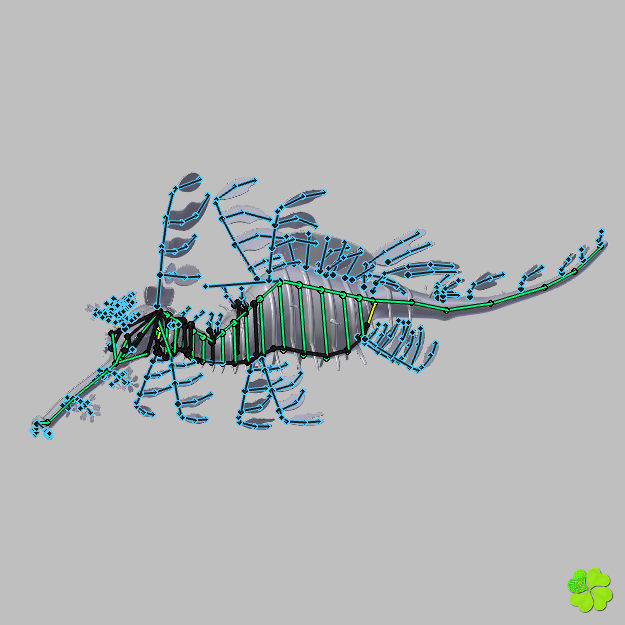 Leafy sea dragon rigged 3D model_53