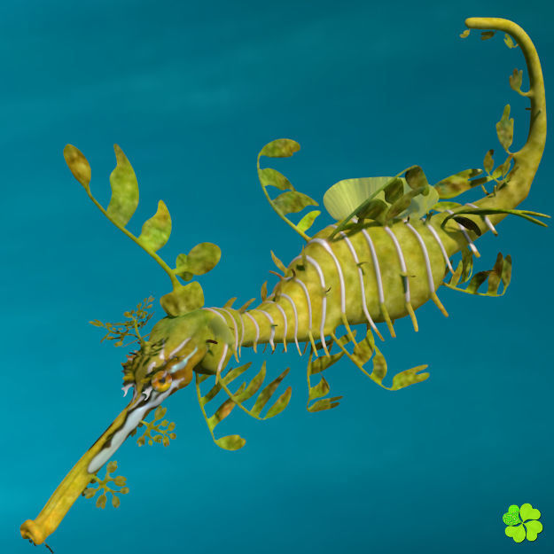 Leafy sea dragon rigged 3D model_26