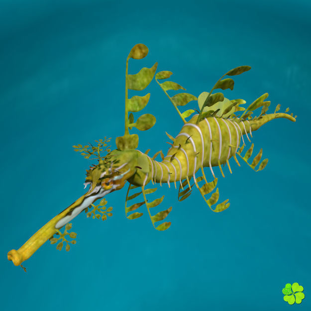 Leafy sea dragon rigged 3D model_16