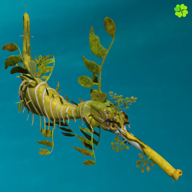 Leafy sea dragon rigged 3D model_5
