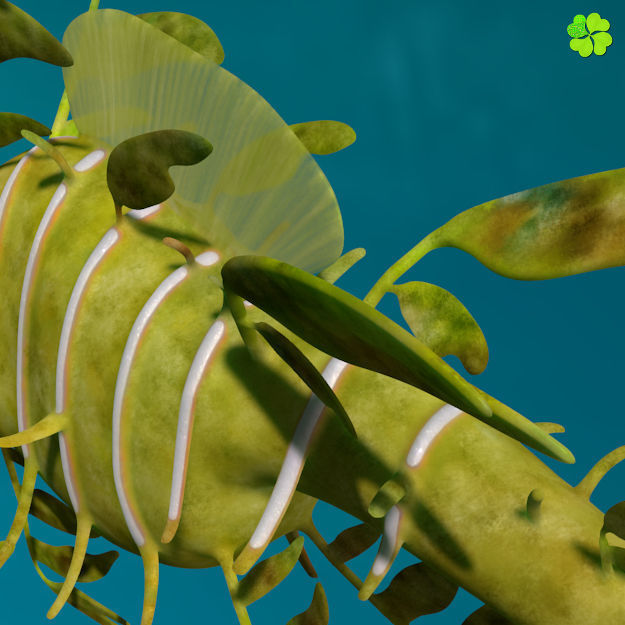 Leafy sea dragon rigged 3D model_12