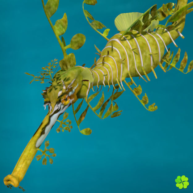 Leafy sea dragon rigged 3D model_24