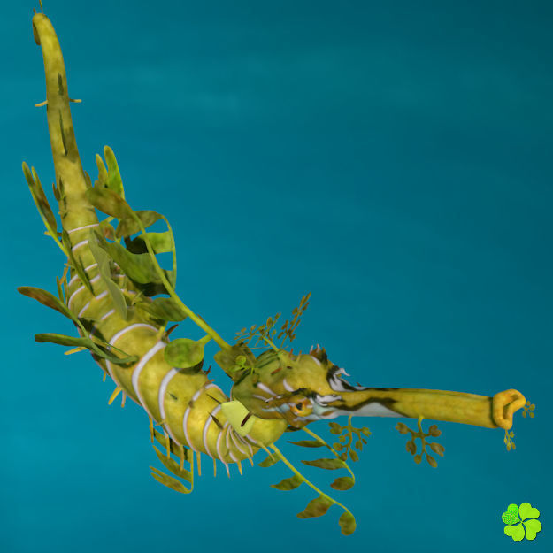 Leafy sea dragon rigged 3D model_18