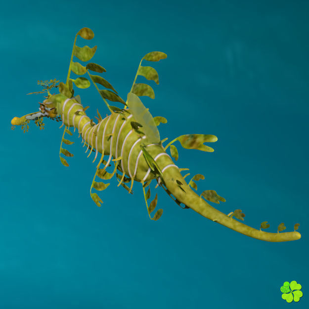 Leafy sea dragon rigged 3D model_15