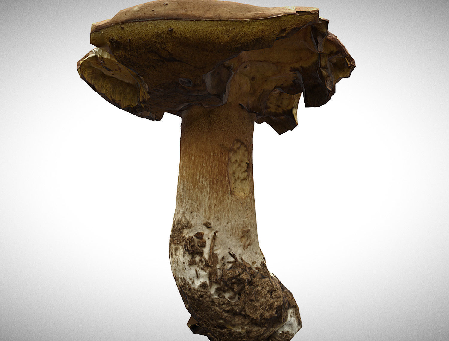 Photorealistic mushroom - Porcini - Boletus edulis Low-poly 3D model_3