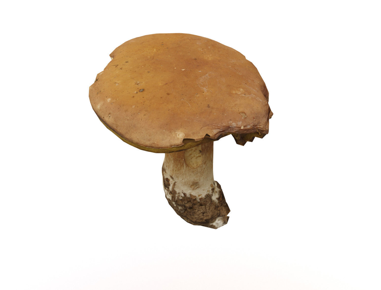 Photorealistic mushroom - Porcini - Boletus edulis Low-poly 3D model_4