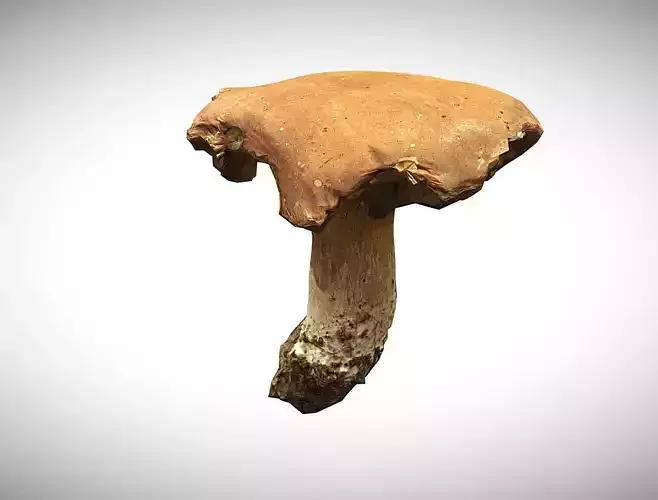 Photorealistic mushroom - Porcini - Boletus edulis Low-poly 3D model