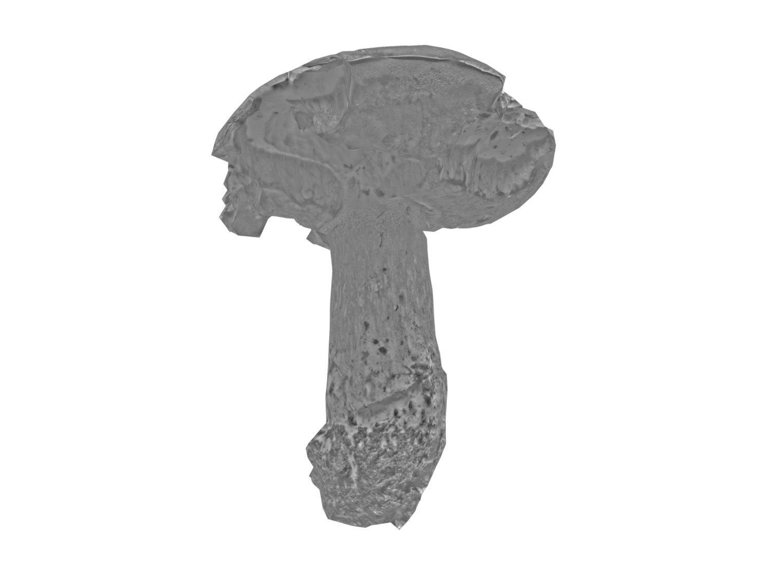 Photorealistic mushroom - Porcini - Boletus edulis Low-poly 3D model_9