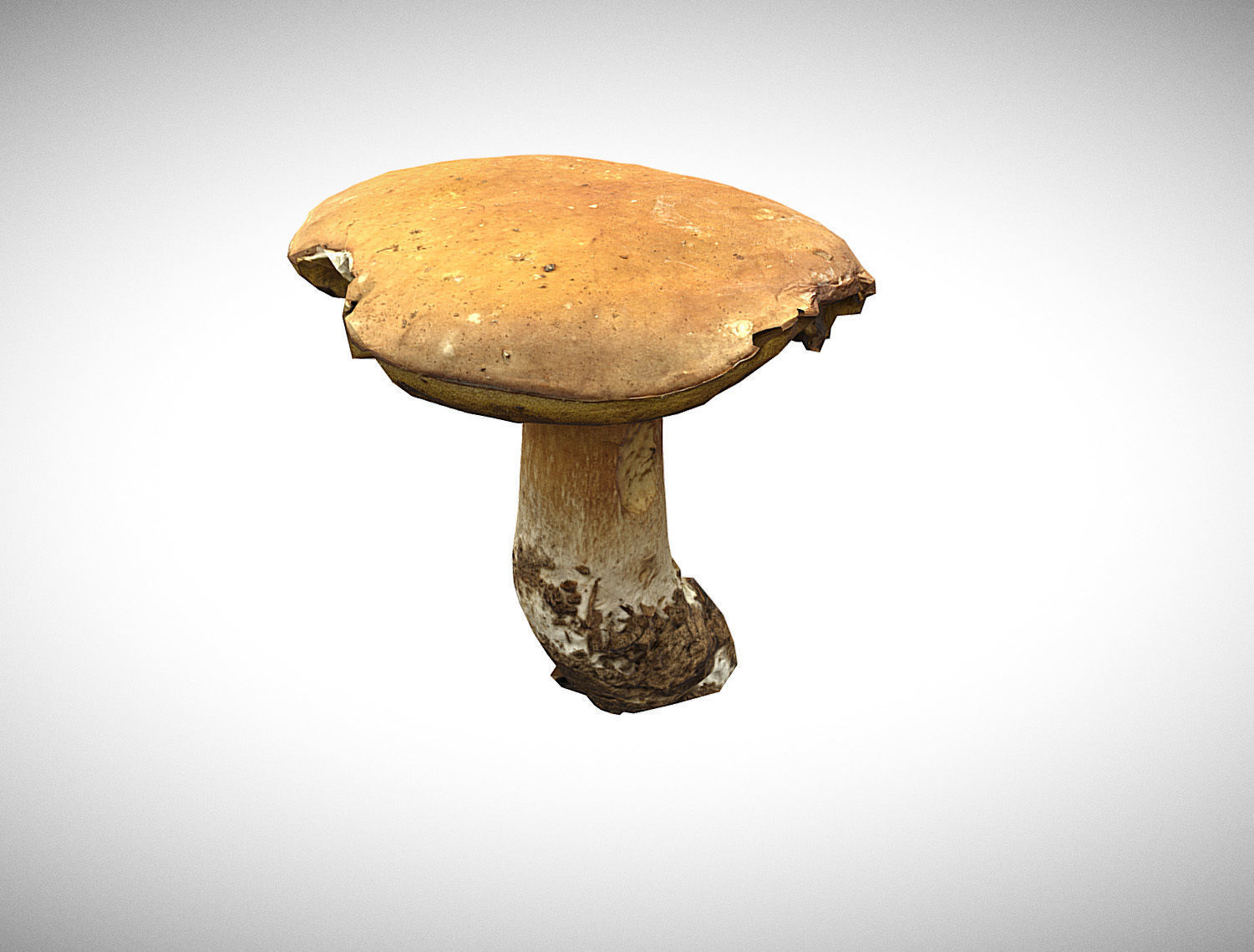 Photorealistic mushroom - Porcini - Boletus edulis Low-poly 3D model_2