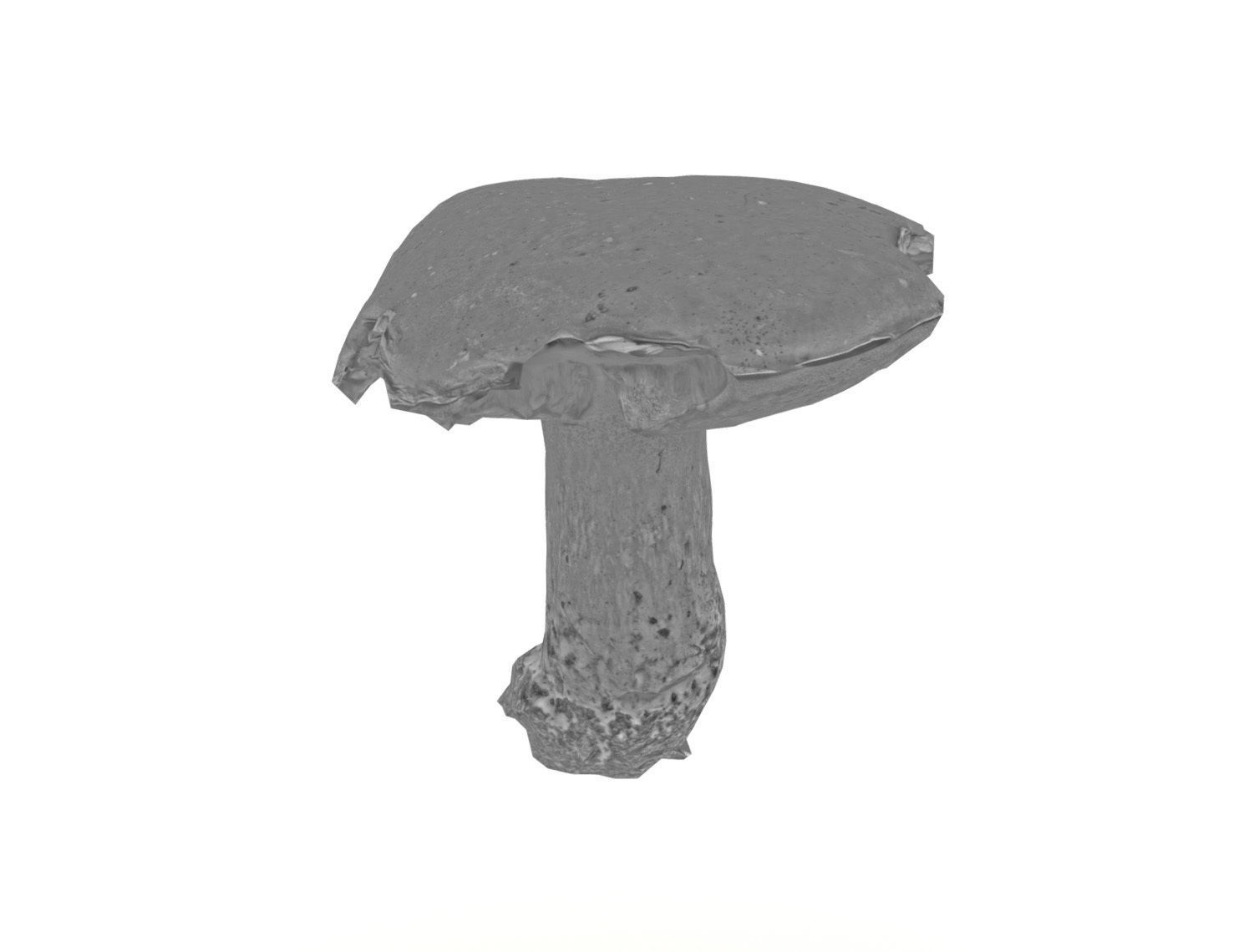 Photorealistic mushroom - Porcini - Boletus edulis Low-poly 3D model_8