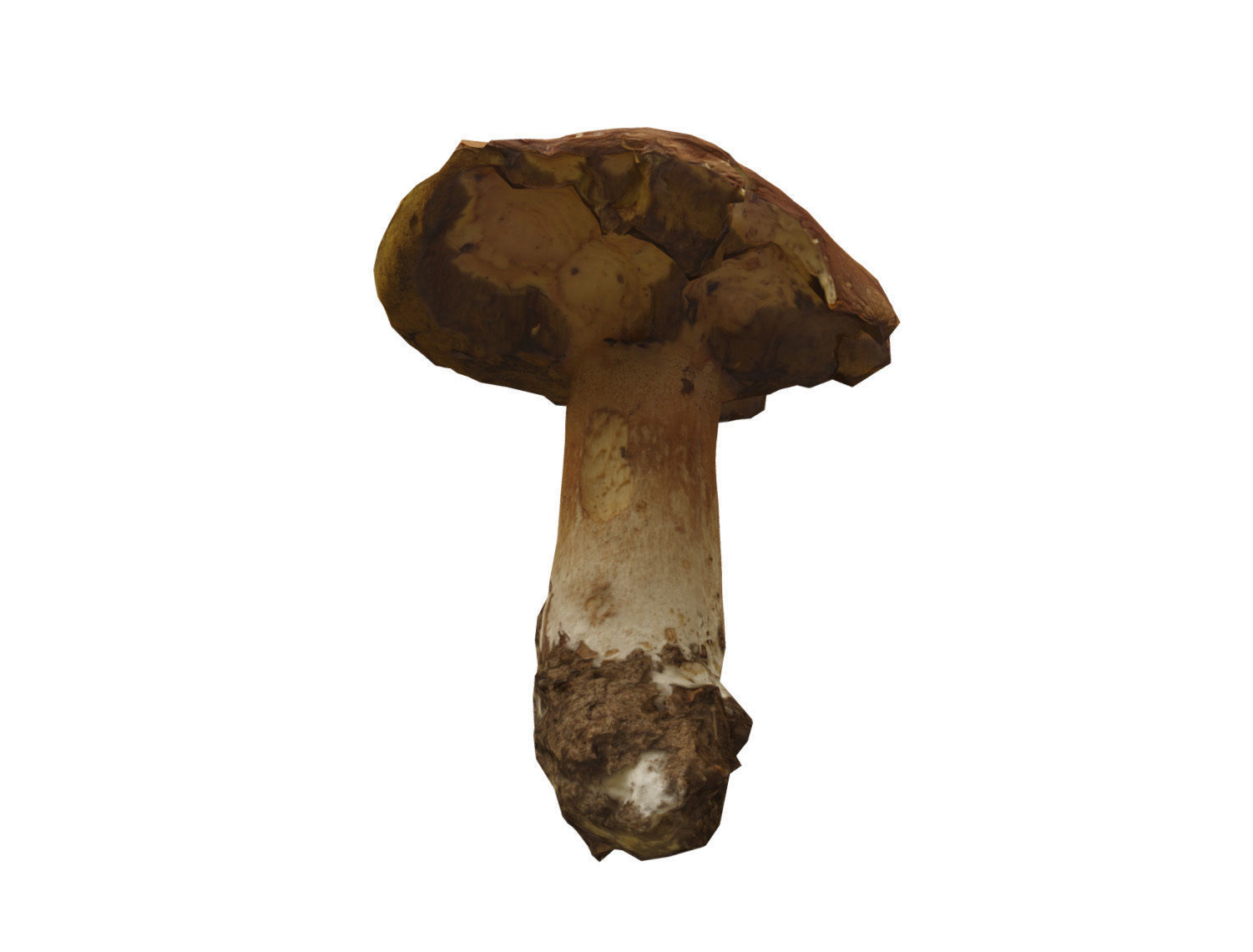 Photorealistic mushroom - Porcini - Boletus edulis Low-poly 3D model_5