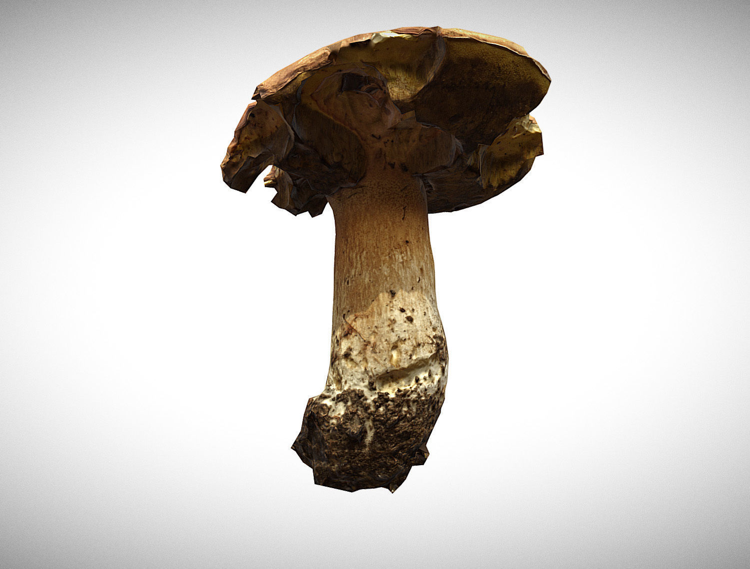Photorealistic mushroom - Porcini - Boletus edulis Low-poly 3D model_1