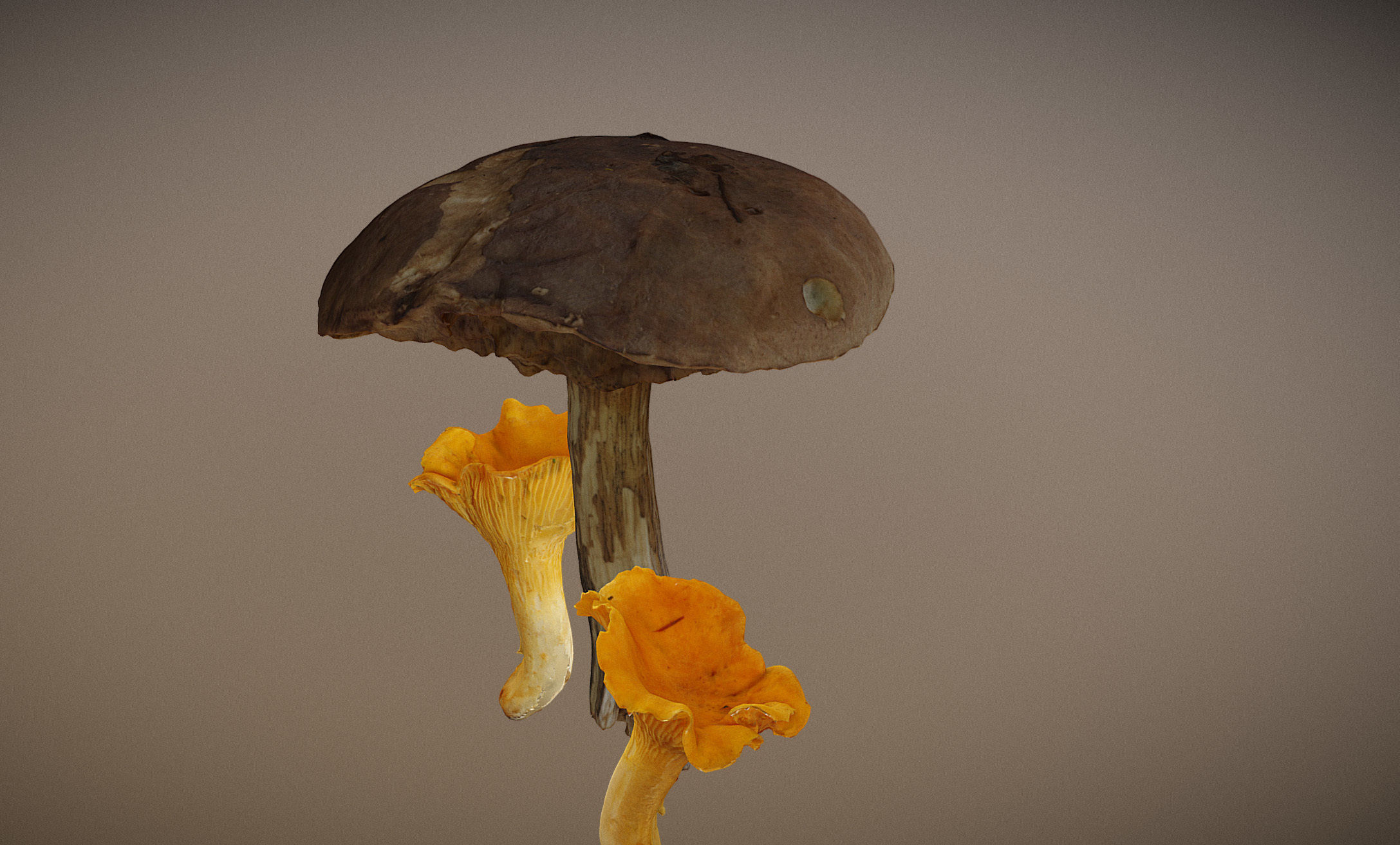 Photorealistic mushrooms Leccinum scabrum and Cantharellus 3D model_2