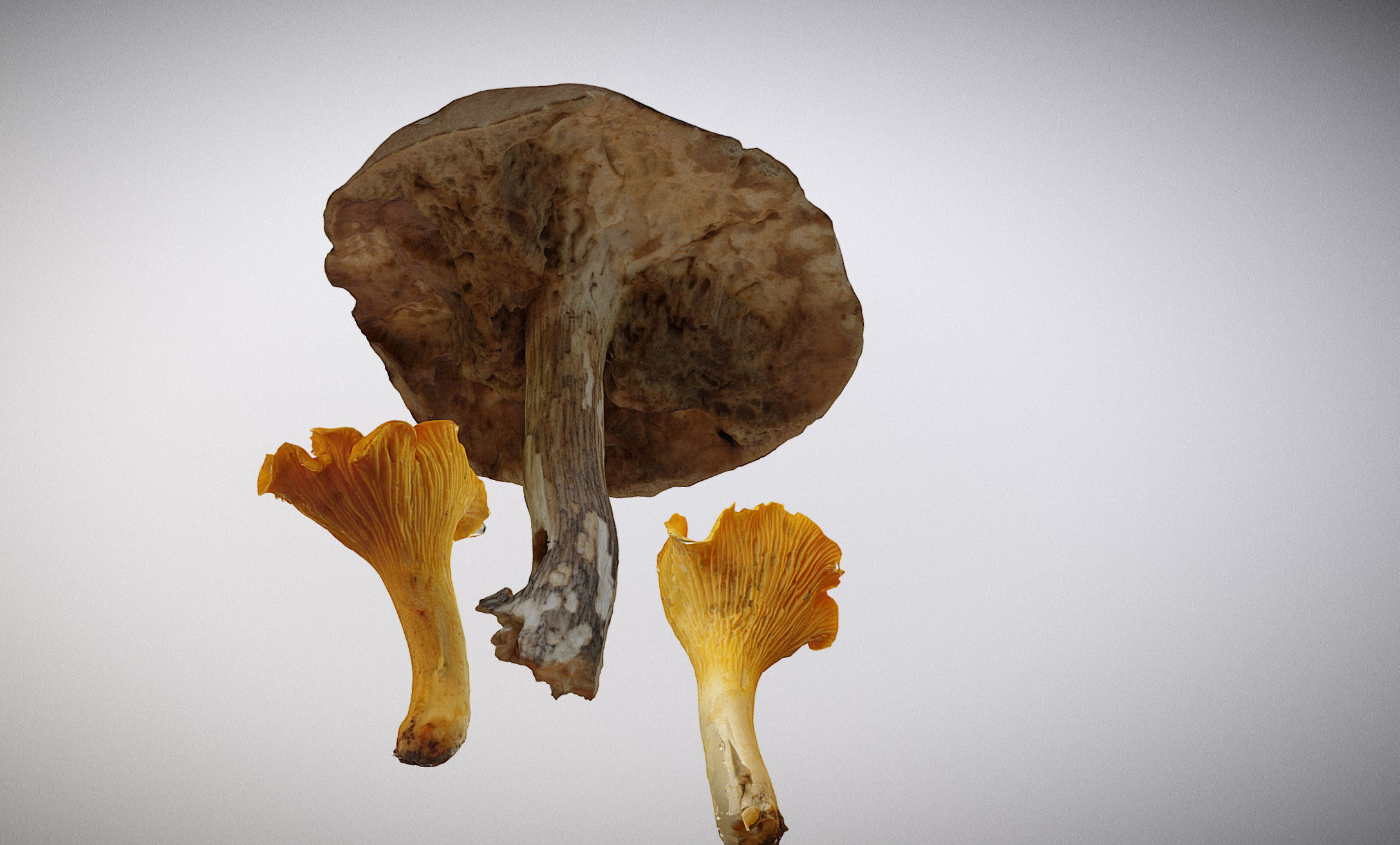 Photorealistic mushrooms Leccinum scabrum and Cantharellus 3D model_5
