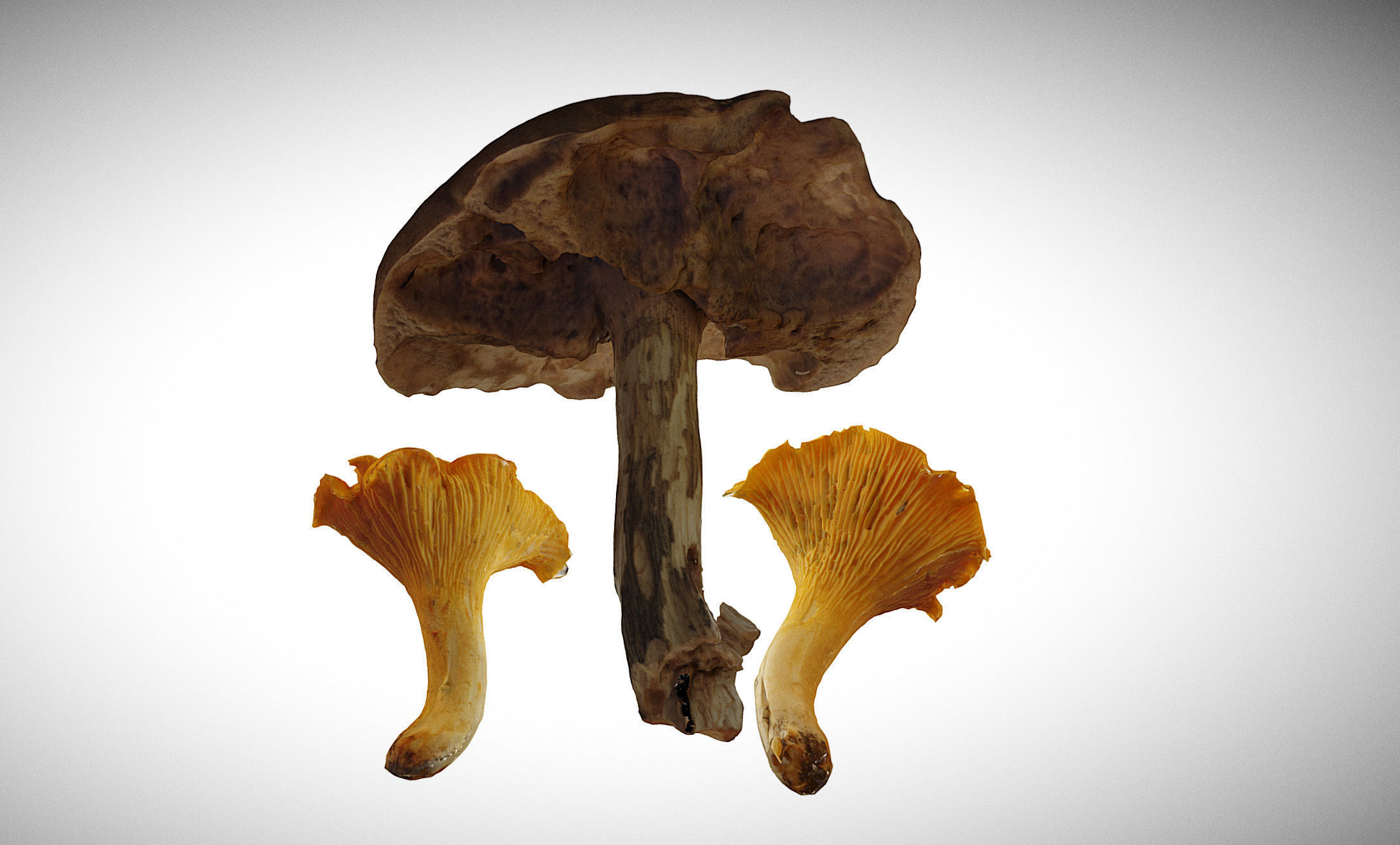 Photorealistic mushrooms Leccinum scabrum and Cantharellus 3D model_4