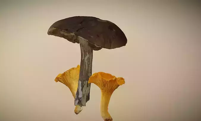 Photorealistic mushrooms Leccinum scabrum and Cantharellus