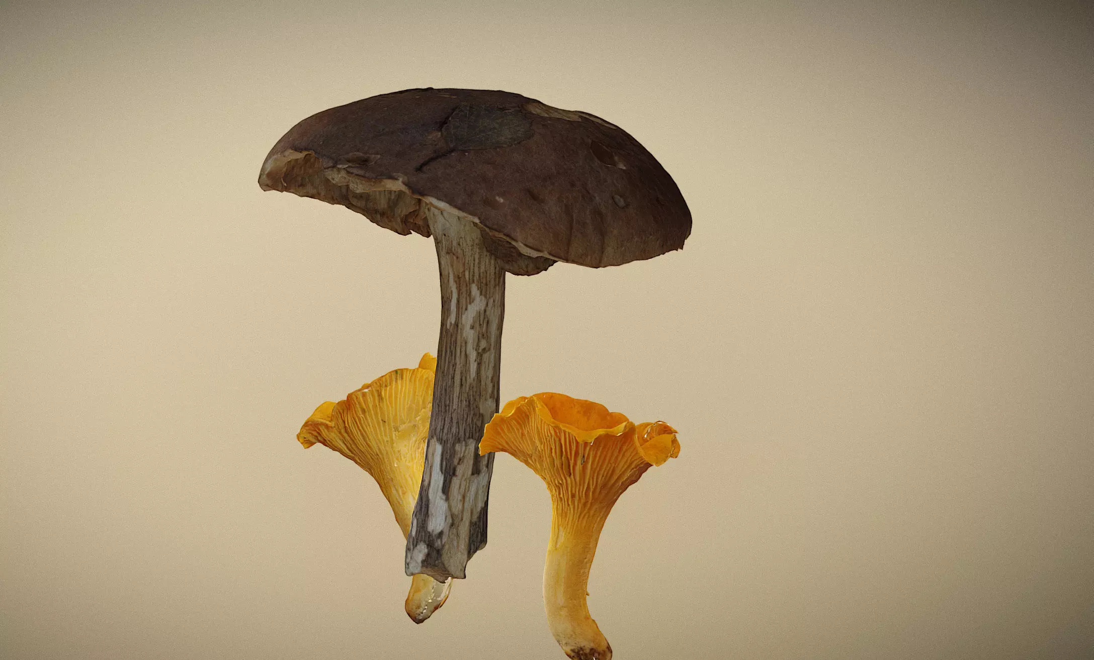 Photorealistic mushrooms Leccinum scabrum and Cantharellus 3D model_0
