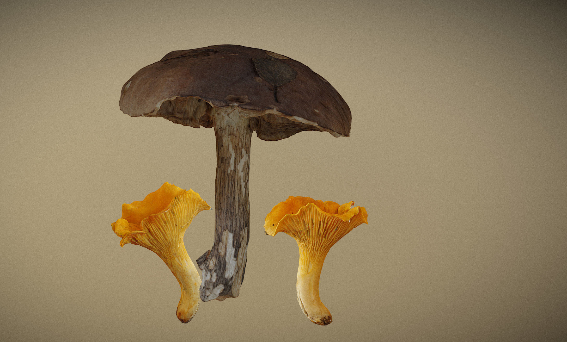 Photorealistic mushrooms Leccinum scabrum and Cantharellus 3D model_1