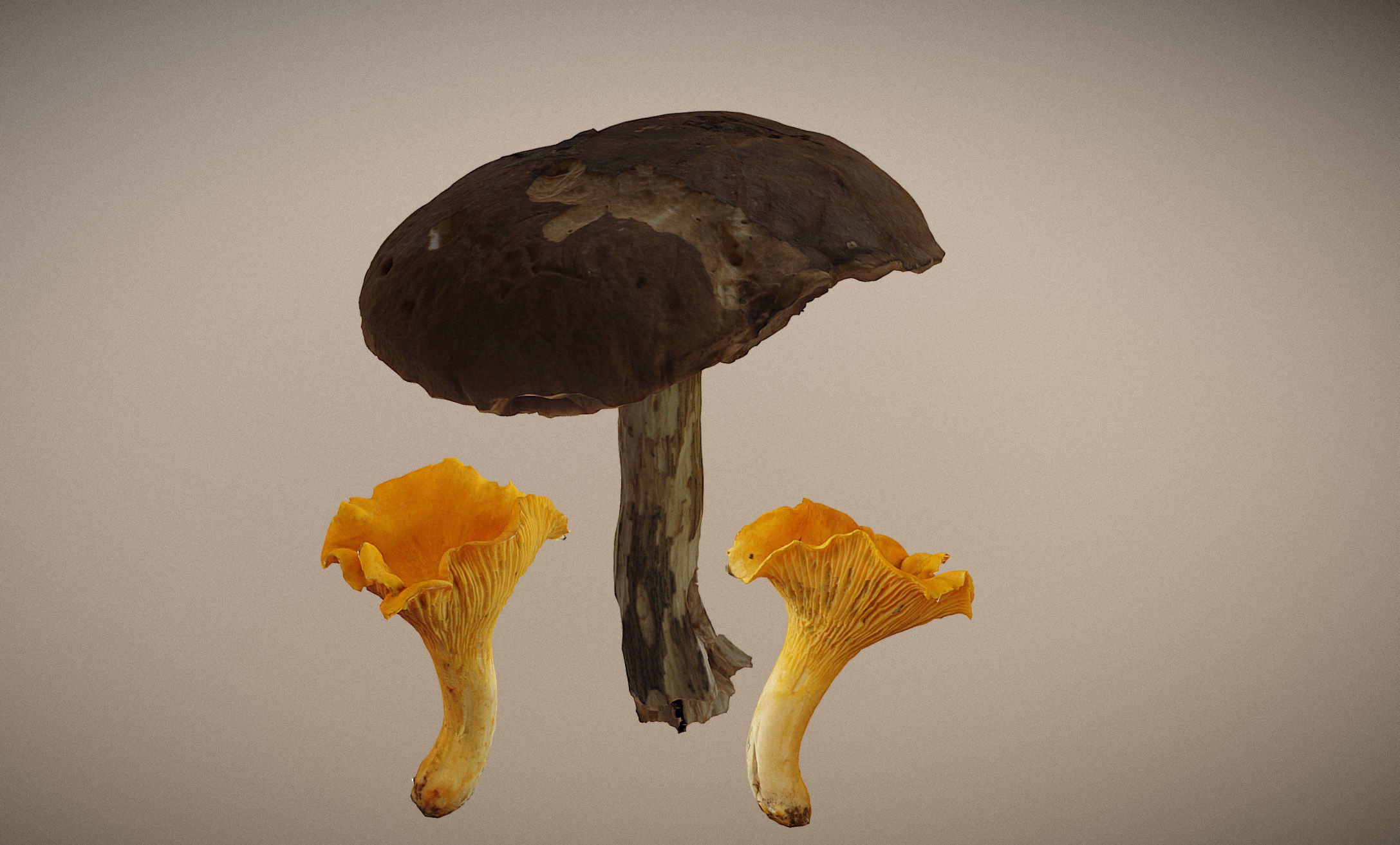 Photorealistic mushrooms Leccinum scabrum and Cantharellus 3D model_3