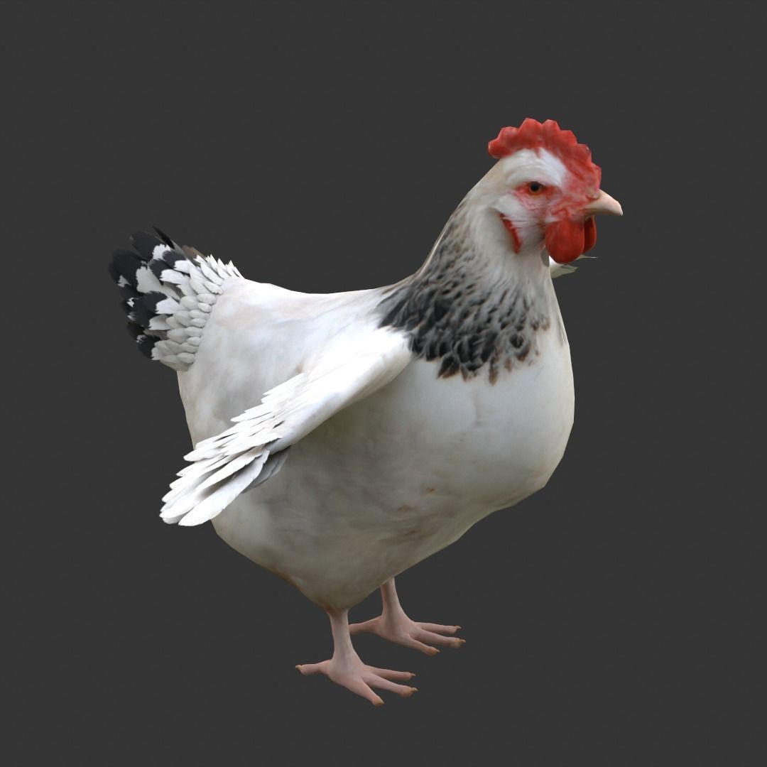 Simple hen chicken low poly model Low-poly 3D model_2