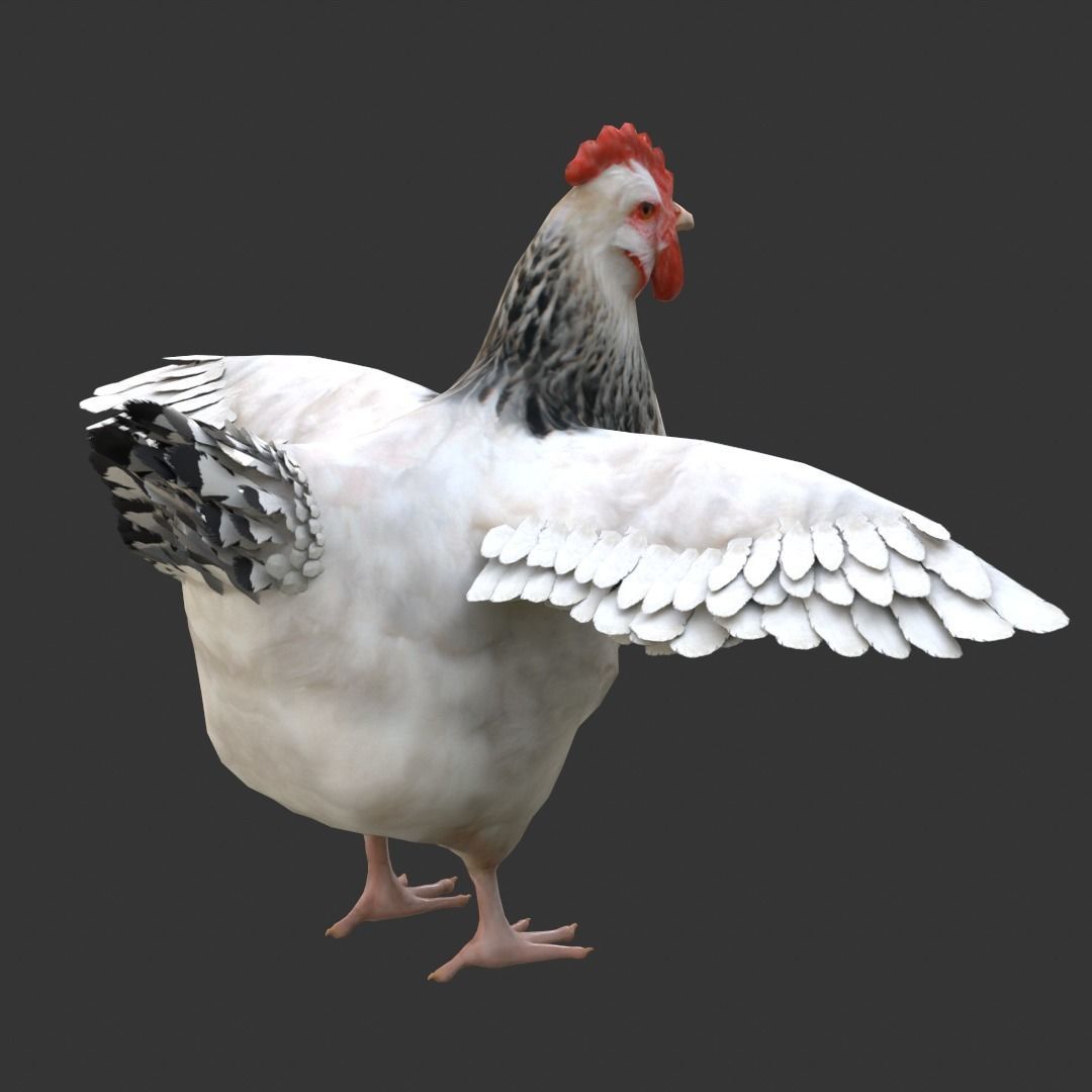 Simple hen chicken low poly model Low-poly 3D model_3