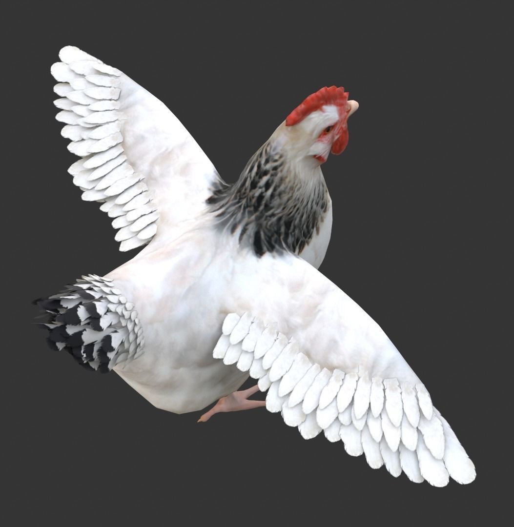 Simple hen chicken low poly model Low-poly 3D model_1