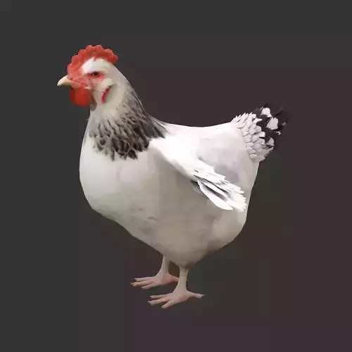 Simple hen chicken low poly model Low-poly 3D model