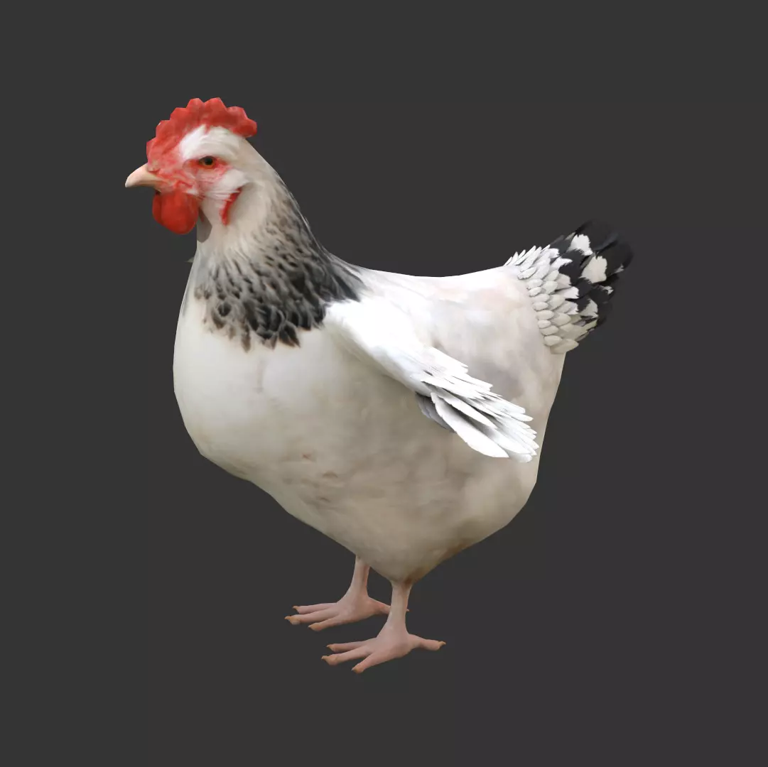 Simple hen chicken low poly model Low-poly 3D model_0
