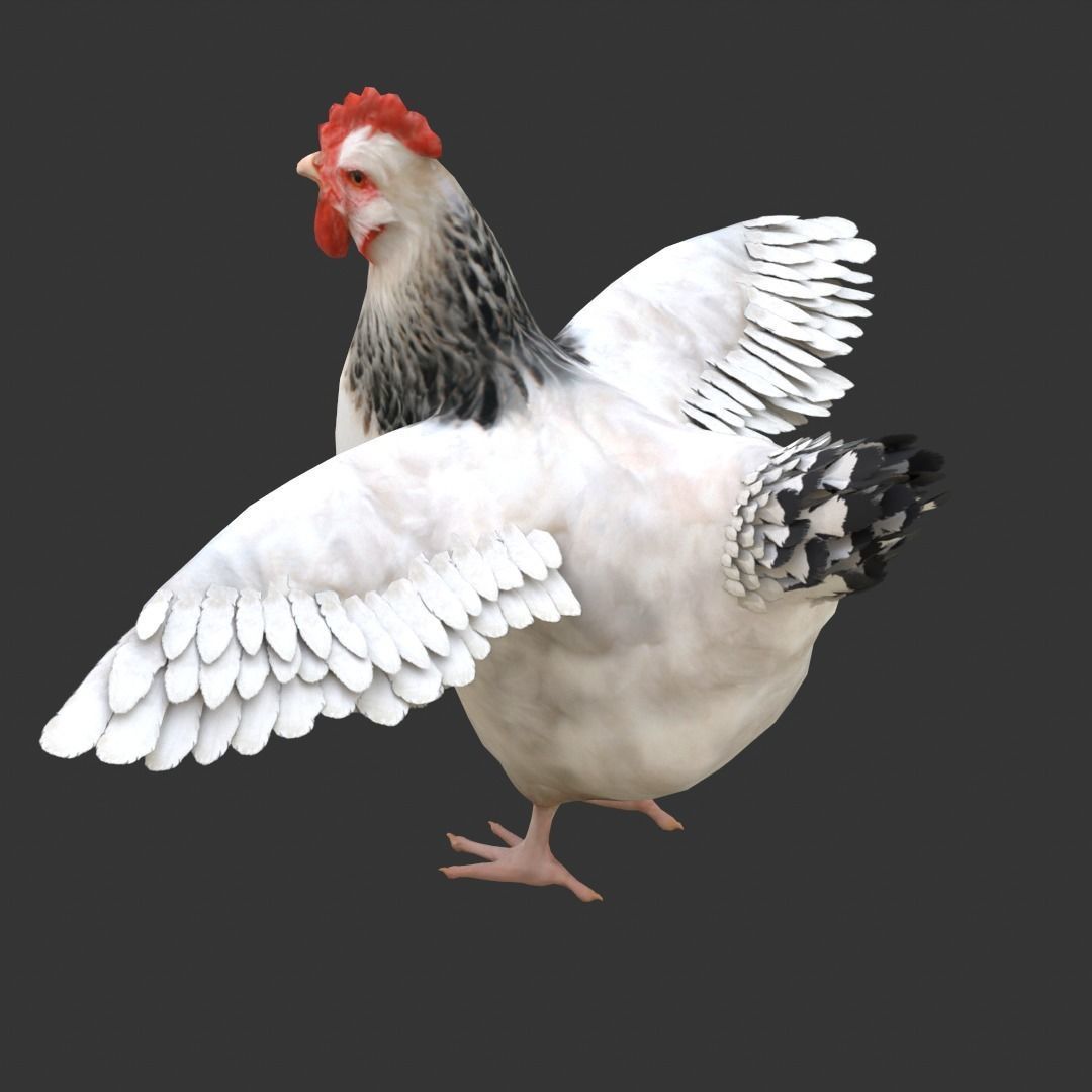 Simple hen chicken low poly model Low-poly 3D model_4