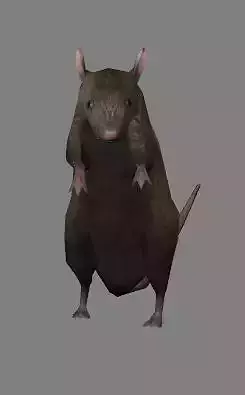 Rat Animation - Game Ready- Low Poly