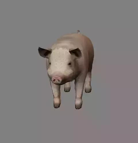 Pig Animations Low Poly- Game Ready