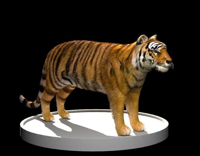 Tiger 3D Model Low-poly 3D model