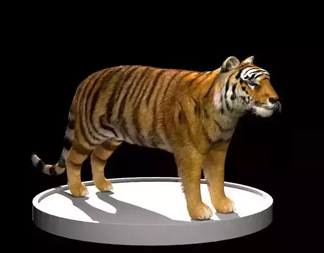 Tiger 3D Model Low-poly 3D model