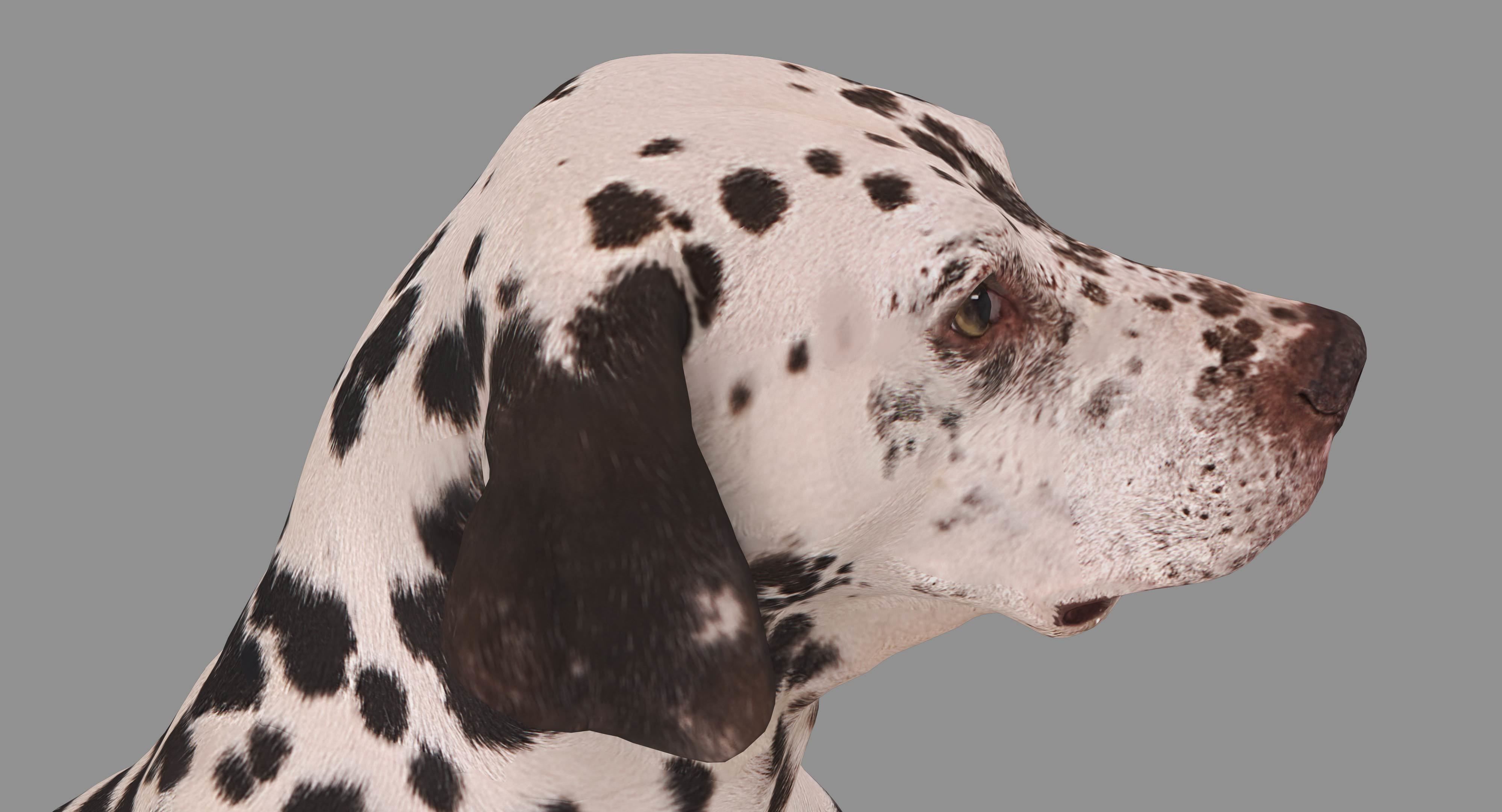 Dalmatian Dog Sitting Low-poly 3D model_21