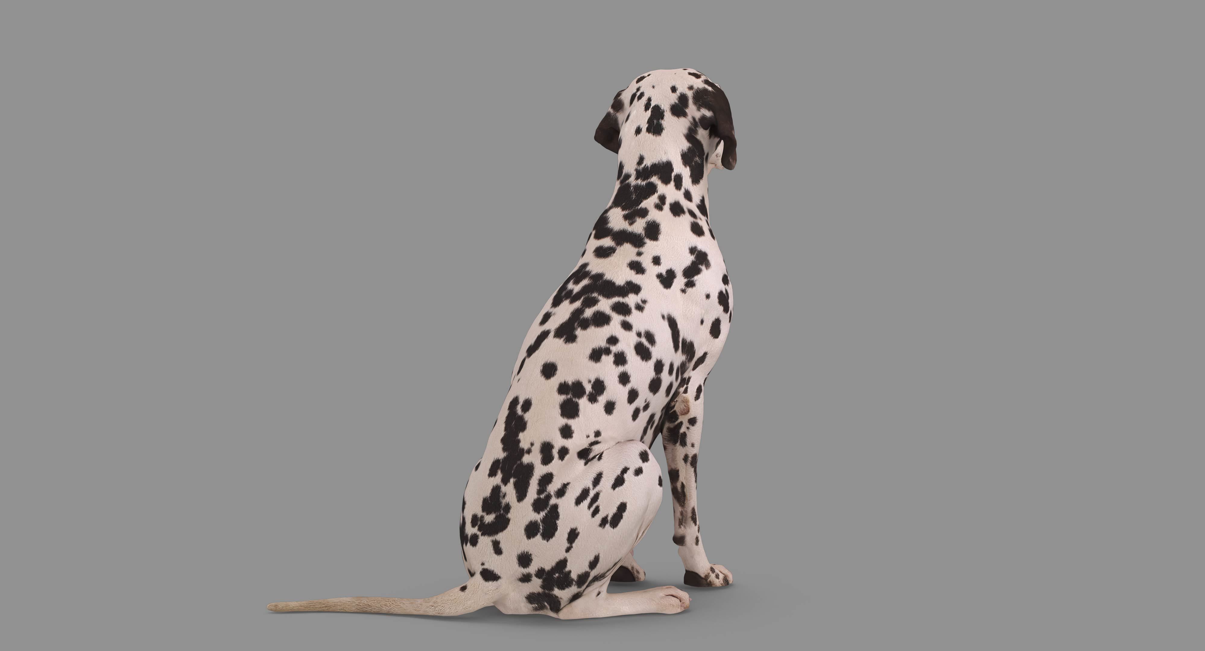 Dalmatian Dog Sitting Low-poly 3D model_69