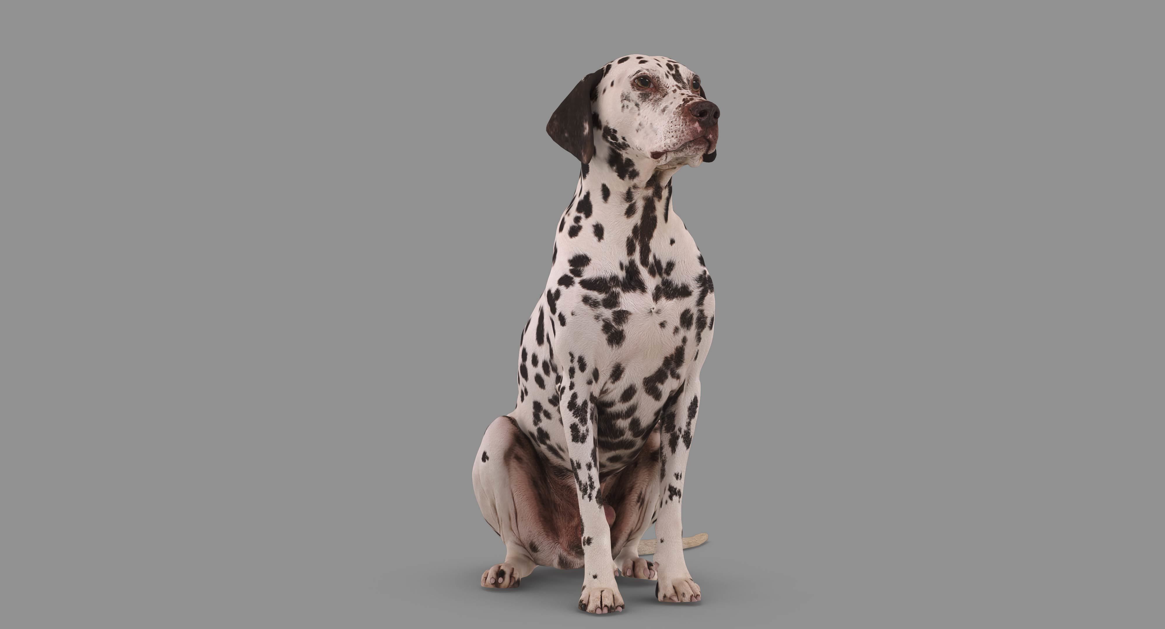 Dalmatian Dog Sitting Low-poly 3D model_53