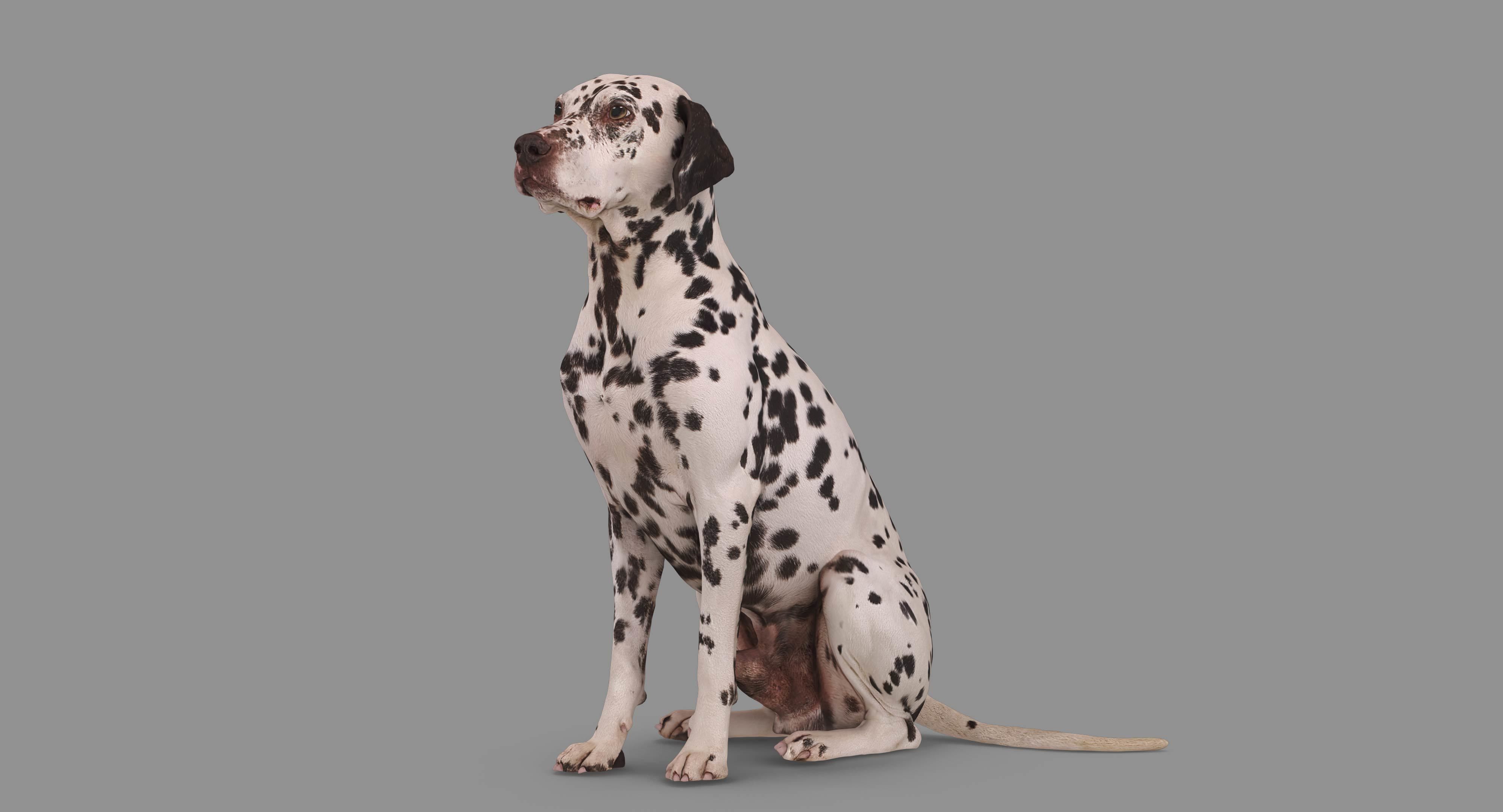 Dalmatian Dog Sitting Low-poly 3D model_45