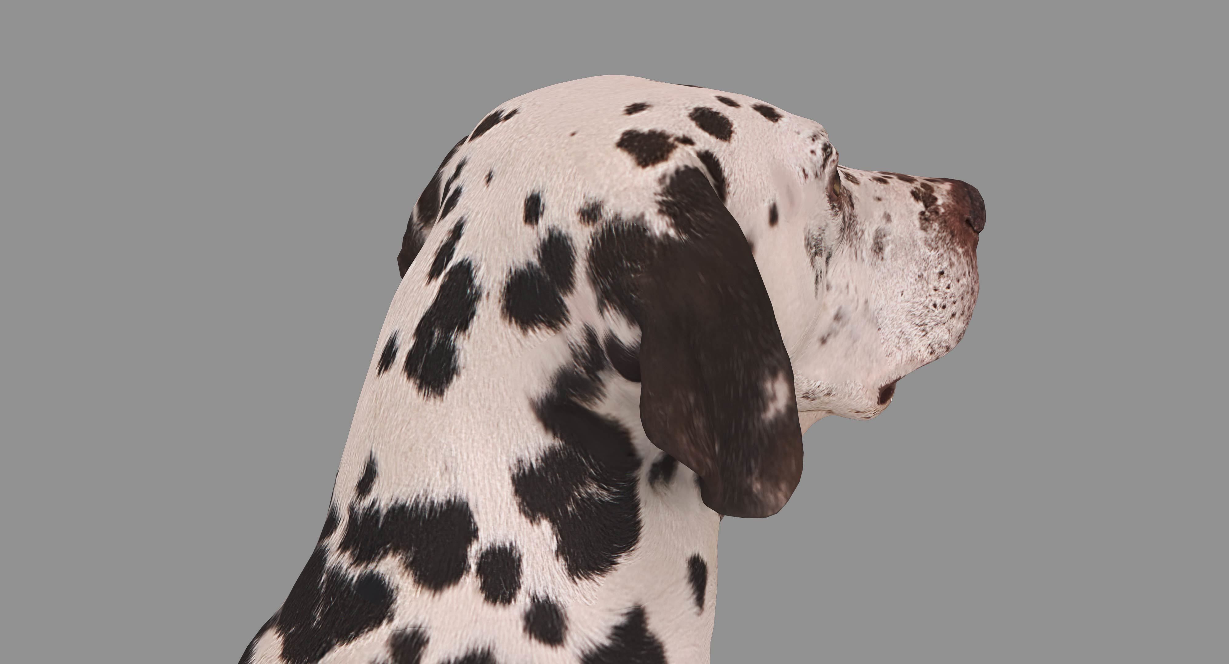 Dalmatian Dog Sitting Low-poly 3D model_27