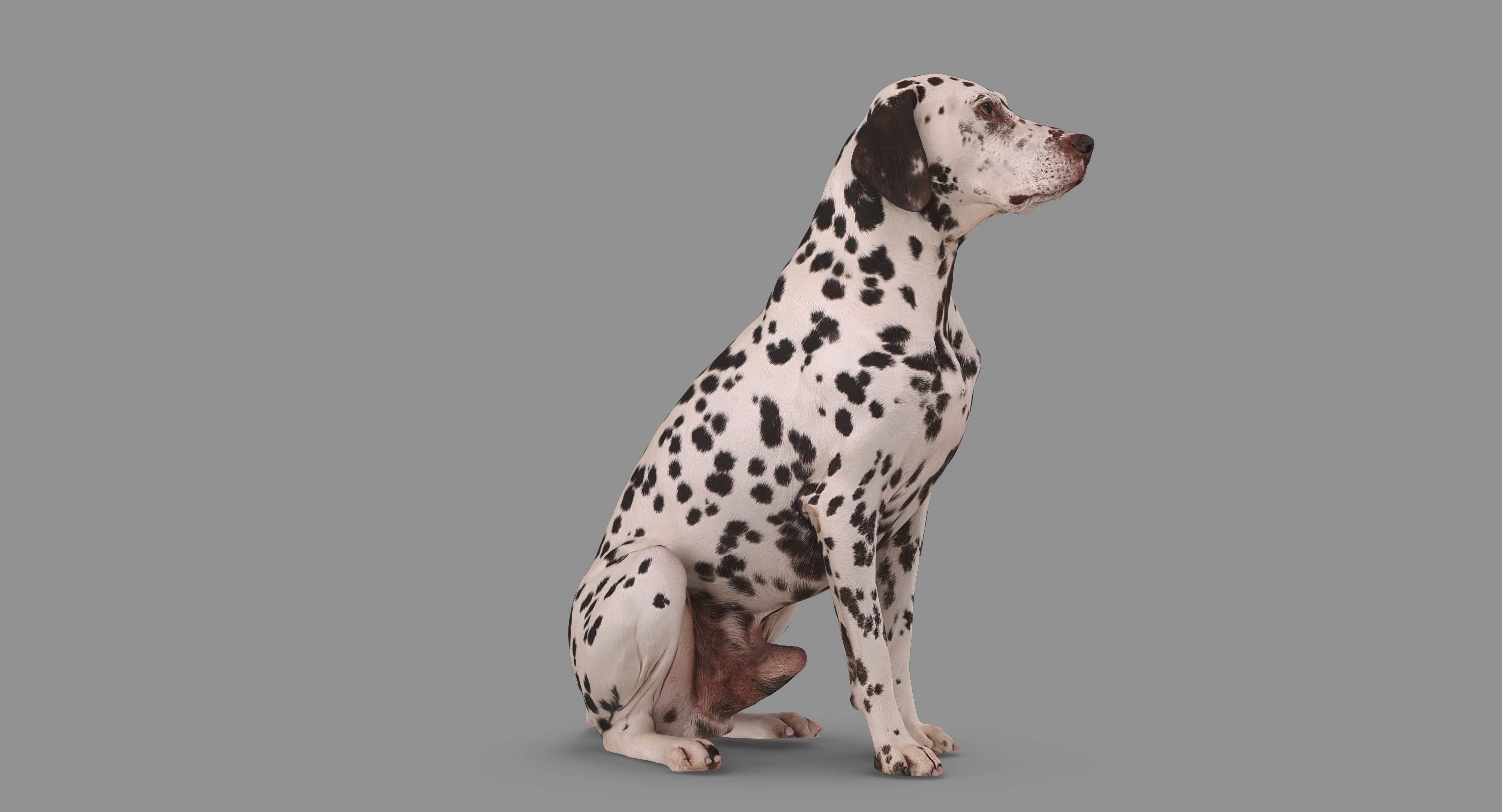 Dalmatian Dog Sitting Low-poly 3D model_59