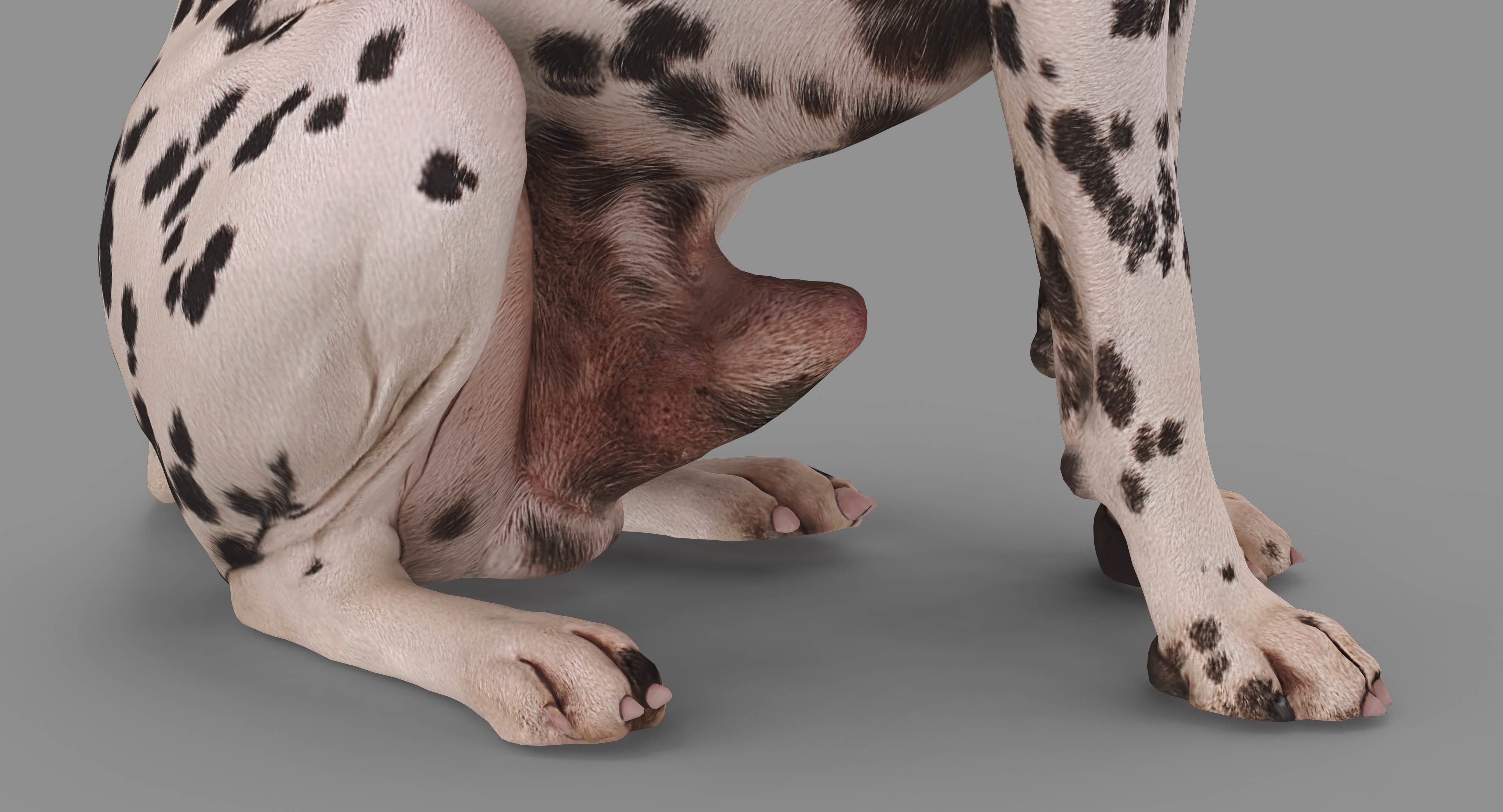 Dalmatian Dog Sitting Low-poly 3D model_25