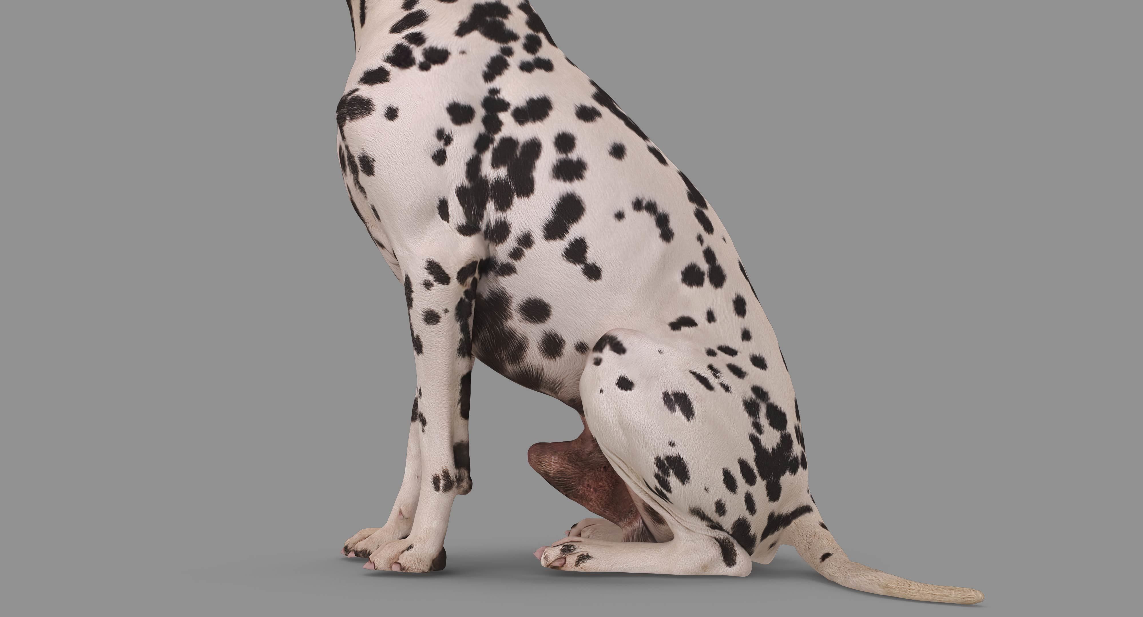 Dalmatian Dog Sitting Low-poly 3D model_41