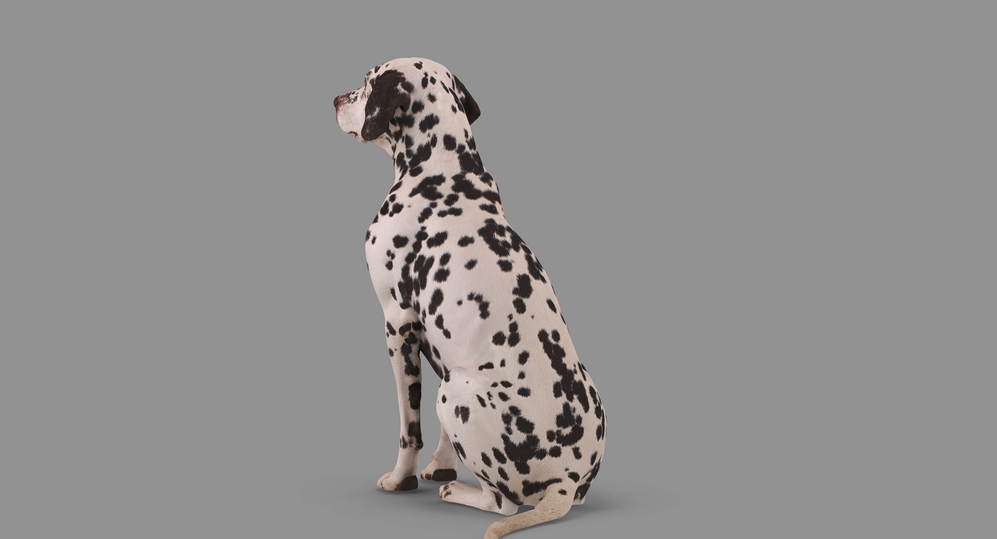Dalmatian Dog Sitting Low-poly 3D model_79