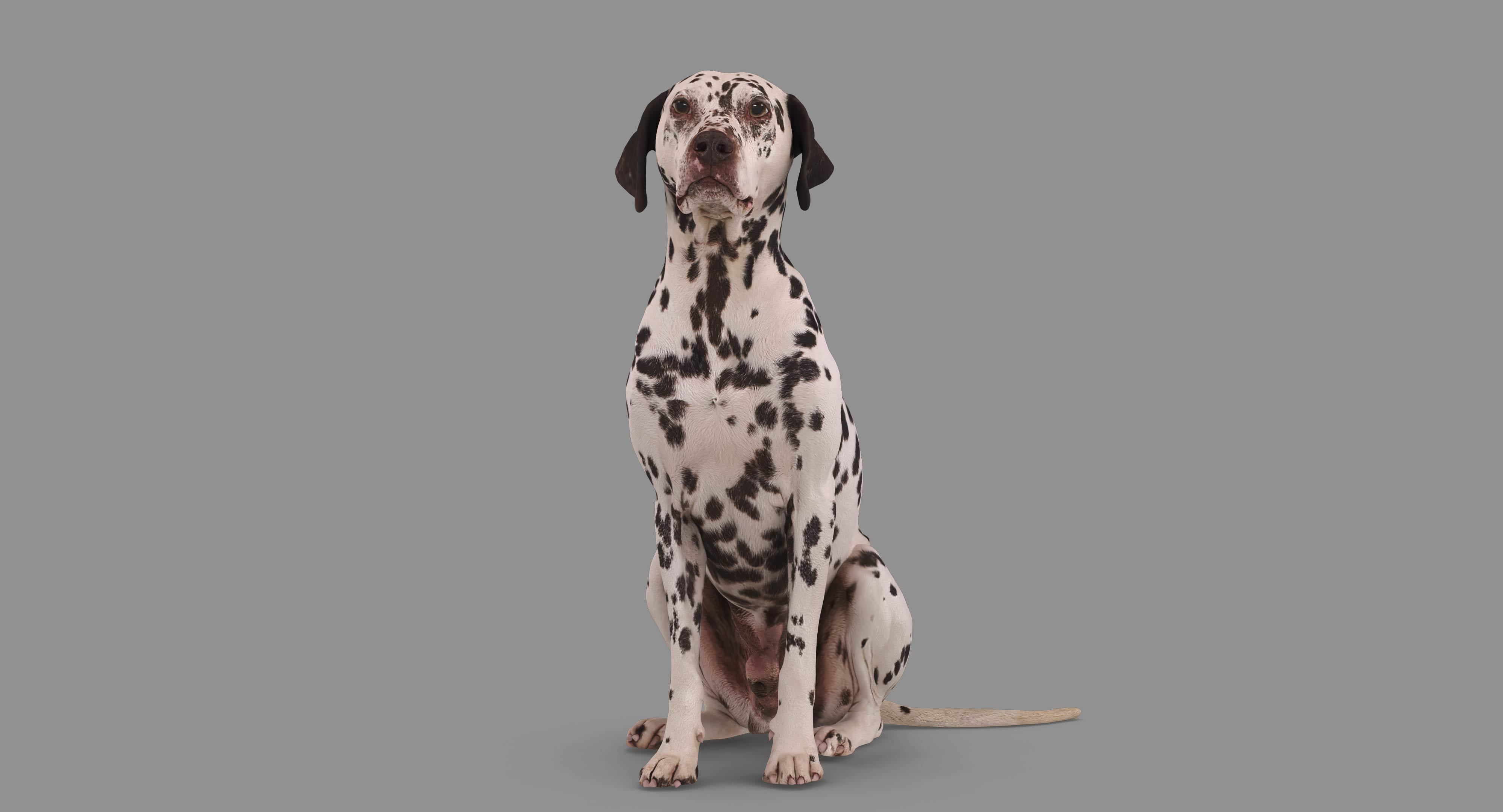 Dalmatian Dog Sitting Low-poly 3D model_49